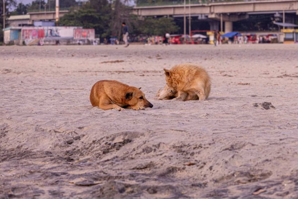 Evening Rest Two dogs resting on a sandy beach.