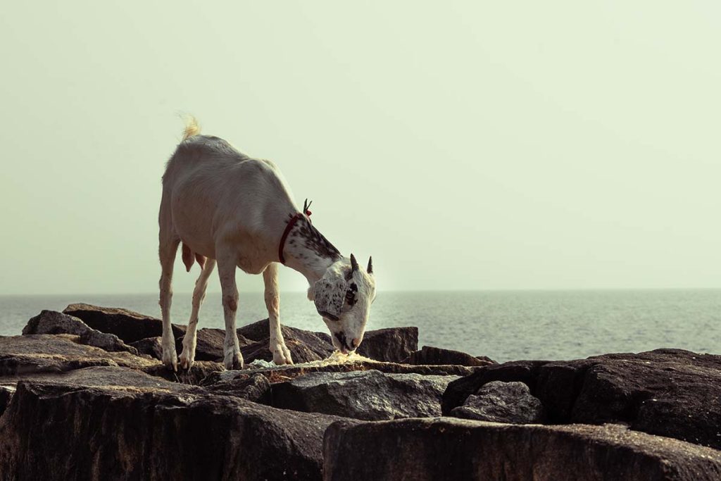 A goat adapting to the situation, adjusting to the surroundings for food.