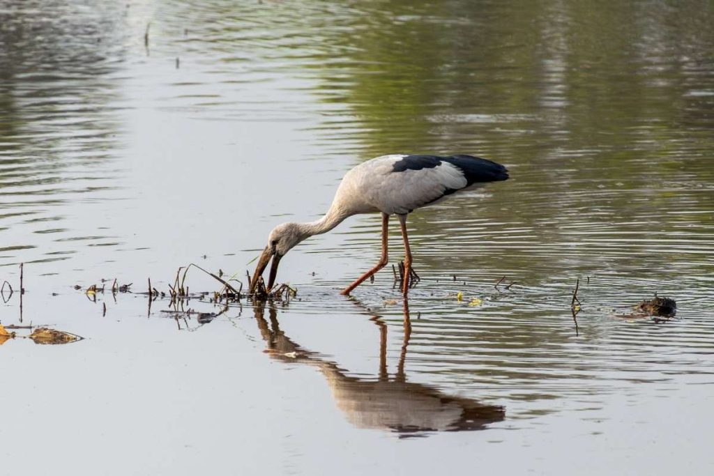 Adaptive Precision Asian Openbill stork hunting in water.