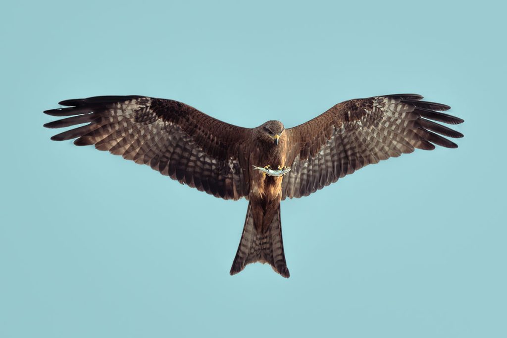 The black kite showing its triumph in catching the fish aerially