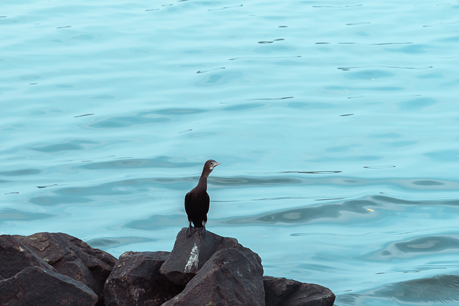 anxious-photojournalism-arunnarayanant-ponnani-creativehut