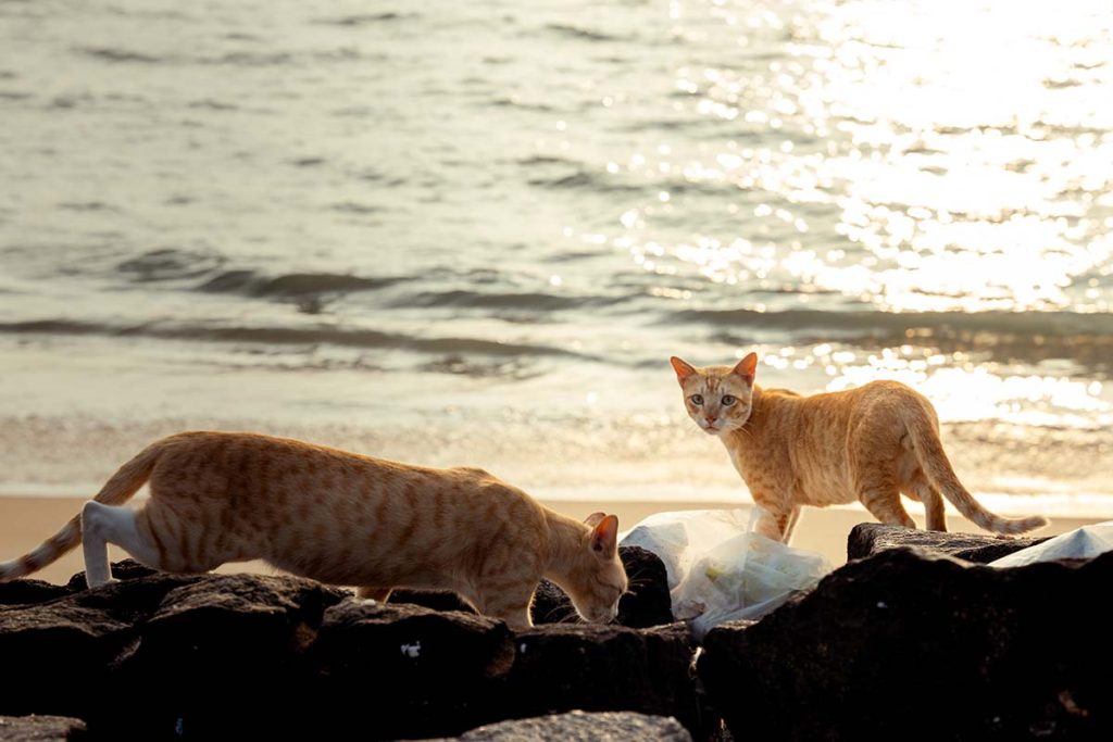 Beachside stray cats searching for food on the beach.