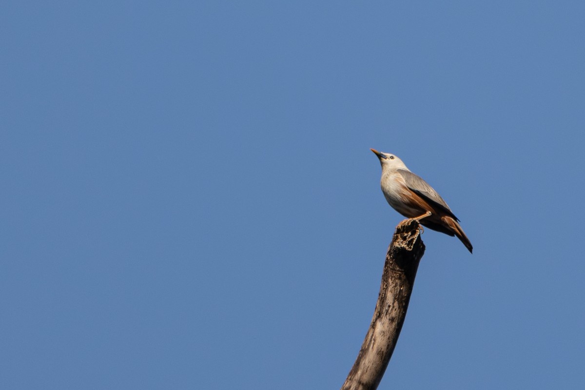 The Malabar Starling sits still, nestled between the Branch Breeze.