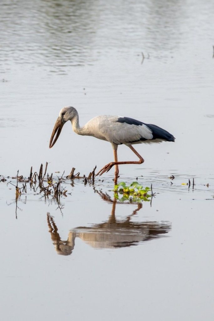 Calm Focus Asian Openbill stork foraging in shallow water