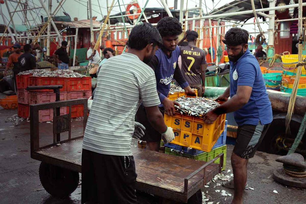 Fishermen loading the catch onto cart.