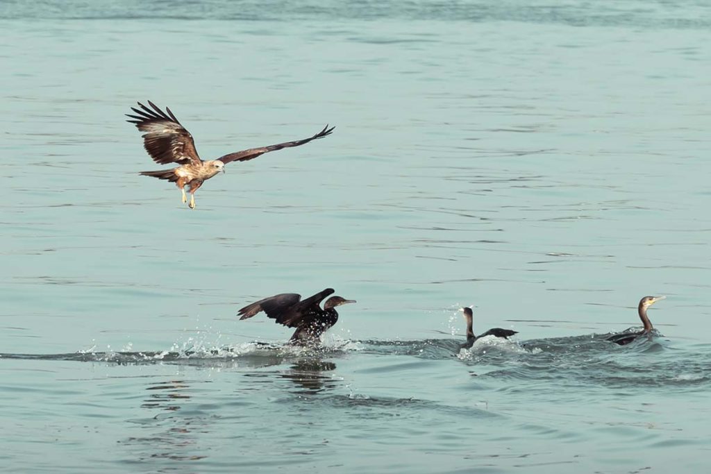 The chase of the kite towards the cormorants