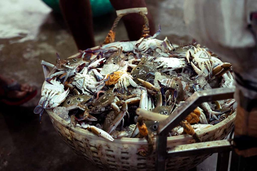 Crab catch filled in the baskets.