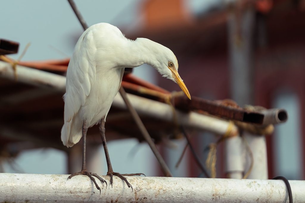 A curious egret looking down.