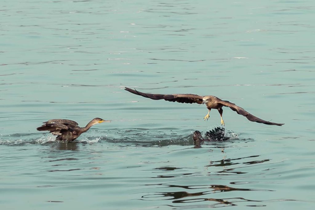 The cormorant dives deep to escape from the kite.