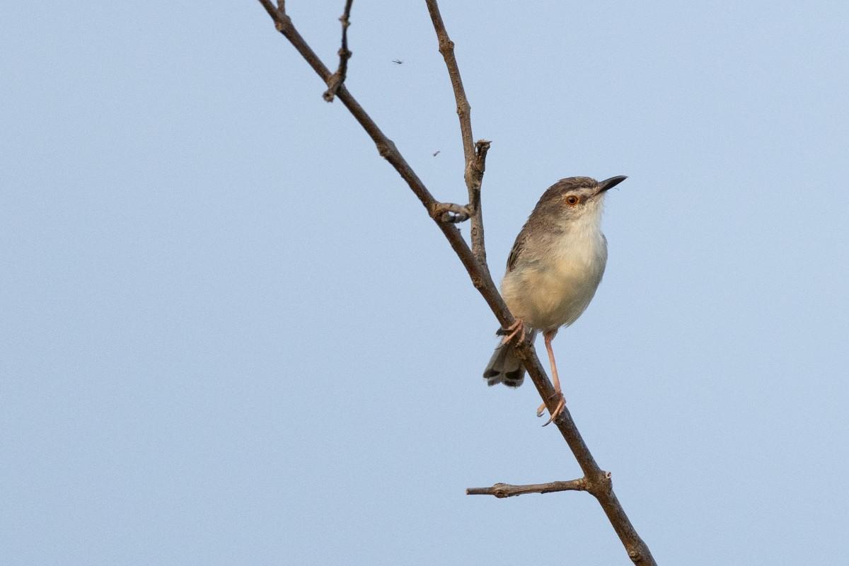 The delicate watcher, an ashy prinia, perches gracefully on a branch.