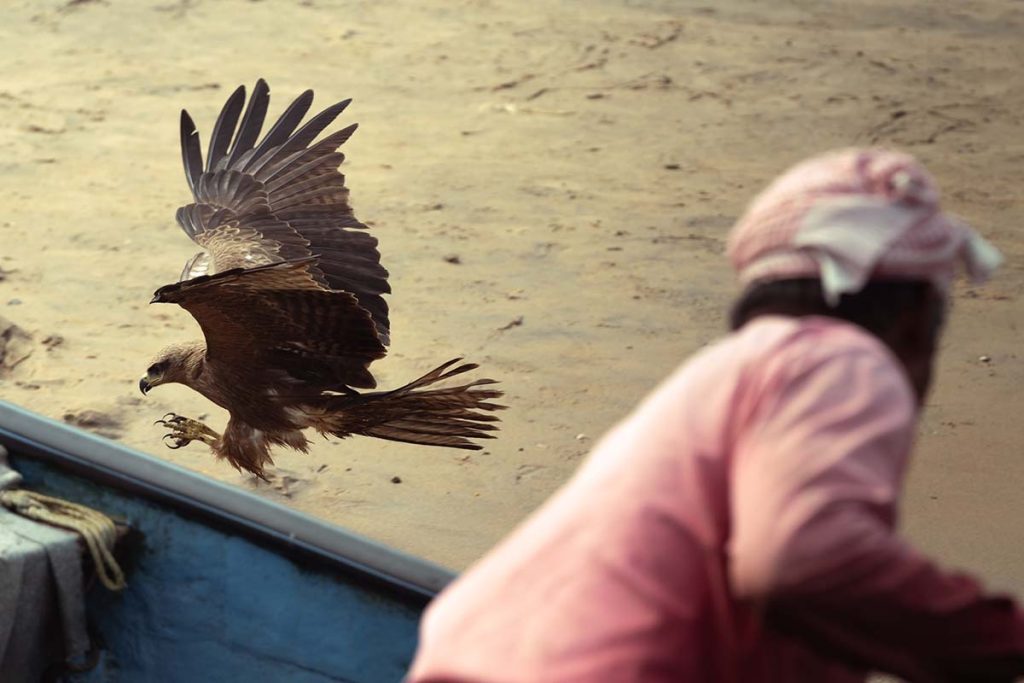 A kite descends and swoops to get fish.