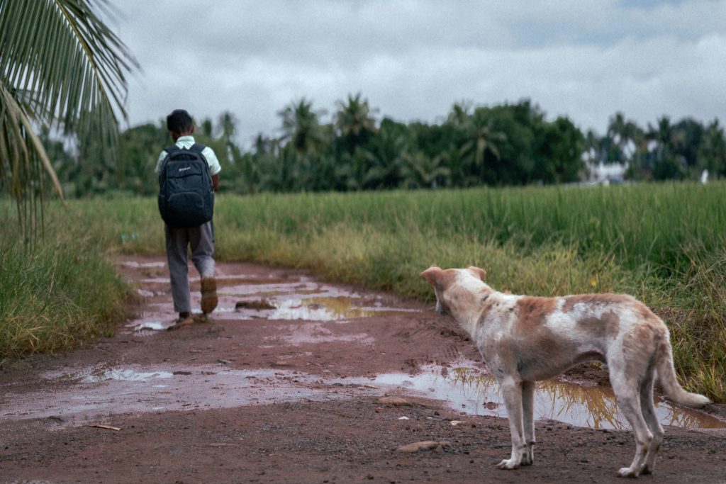 A stray dog and a boy parting ways.