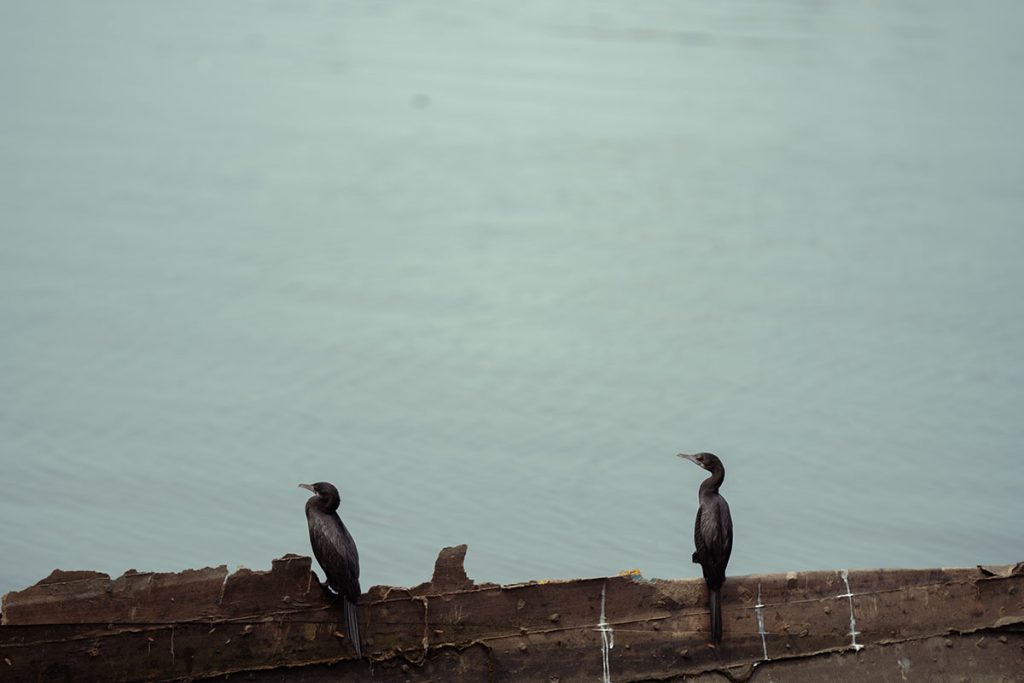 The dual focus by cormorants sitting on a wooden board.