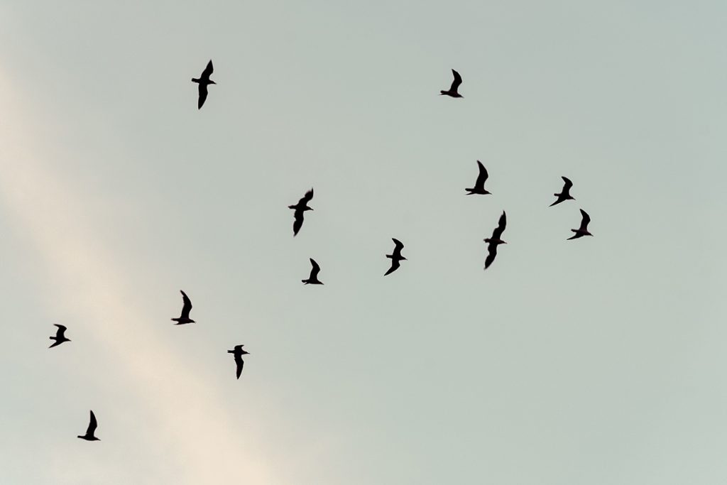 The seagulls sets an endless flight back to their nests.