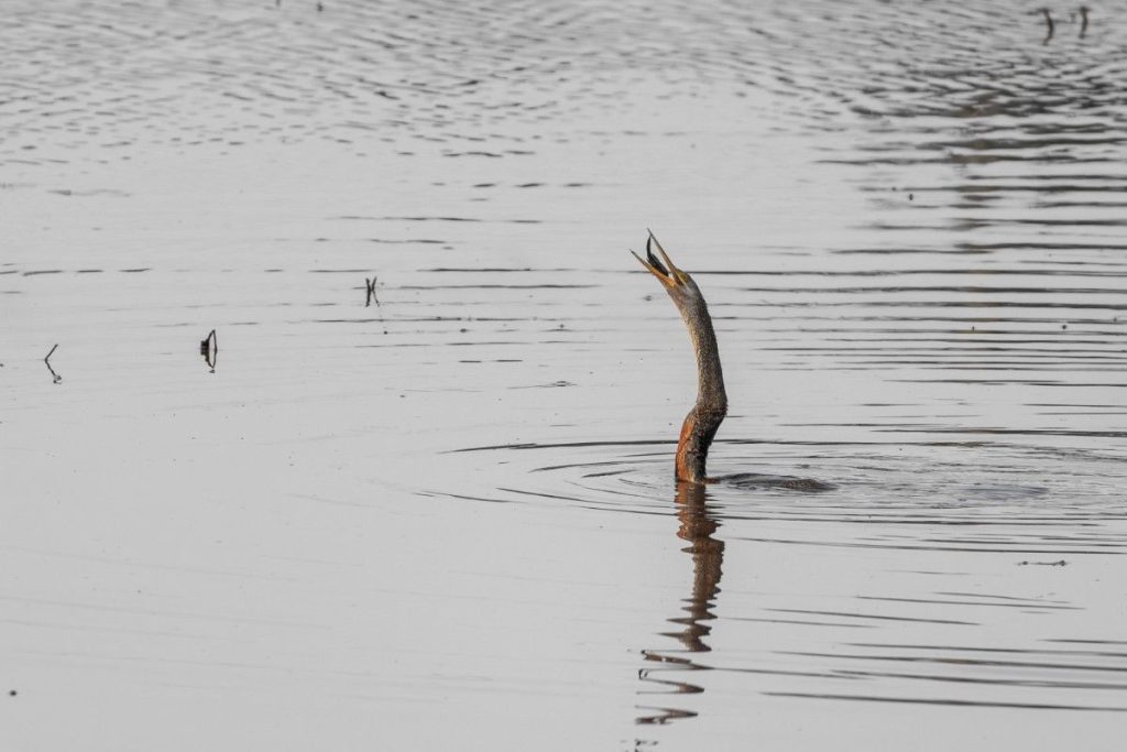 Fish Catch Oriental Darter catching a fish in water.