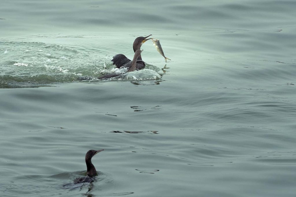 A fish seeker cormorant caught one fish