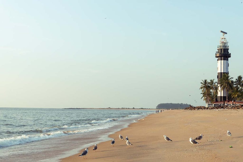 Foreigner seagulls gather along the shoreline.