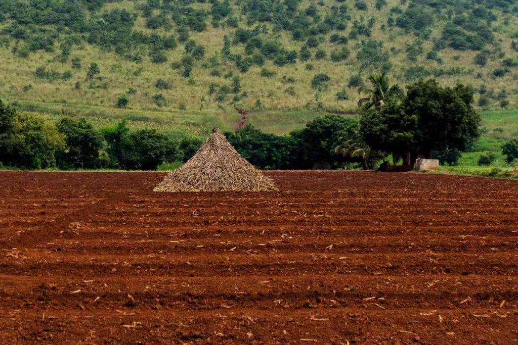 Future hope in fields ready for the next