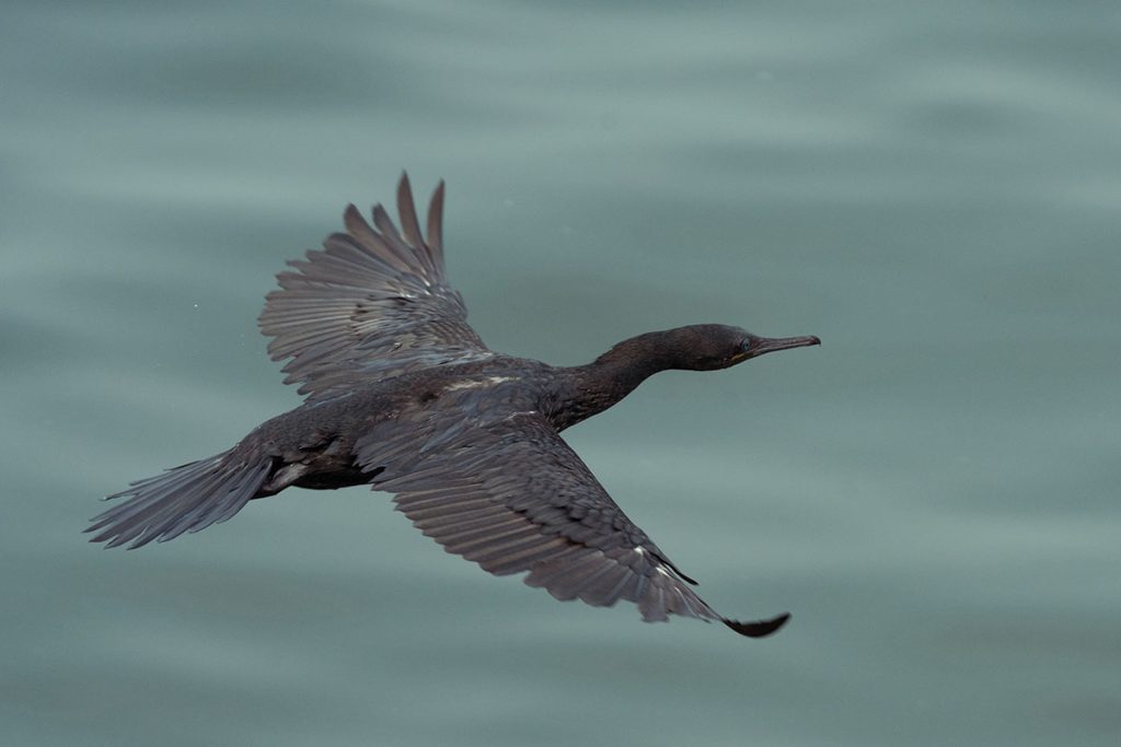 A cormorant gliding through.