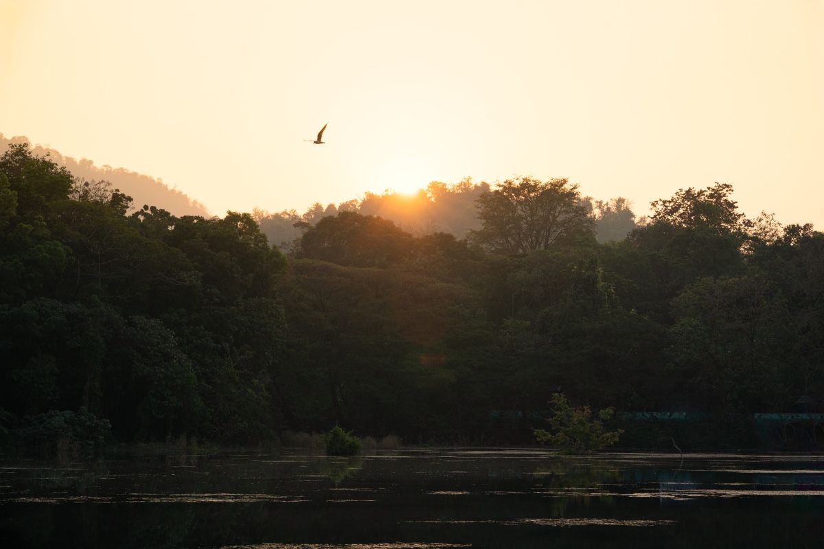 a landscape of golden horizon