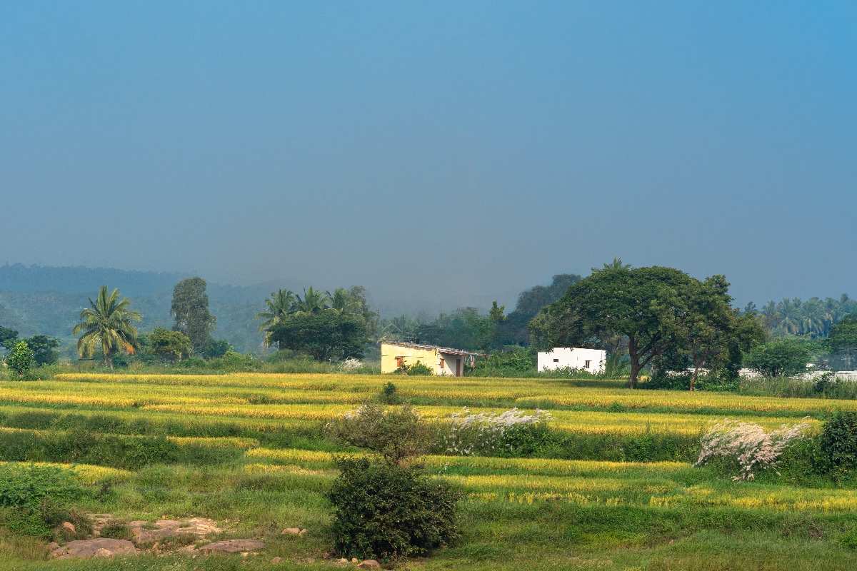 Golden field shining in the warmth of village life.