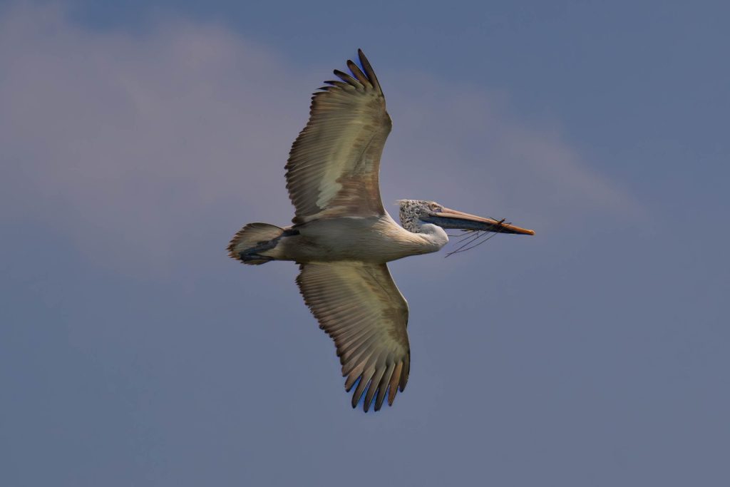 Graceful Flight Pelican flying high.