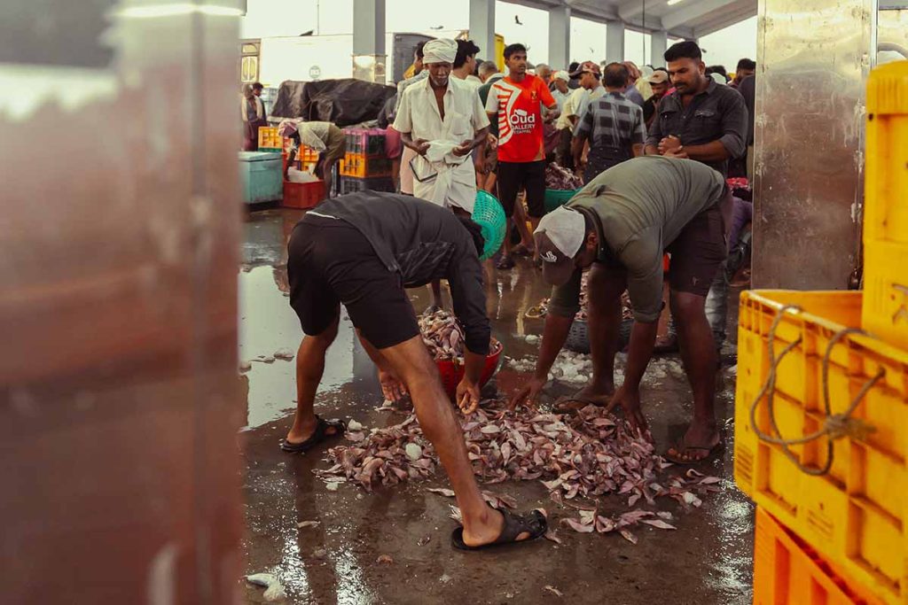 Fishermen’s hands at work sorting fish over the ground.