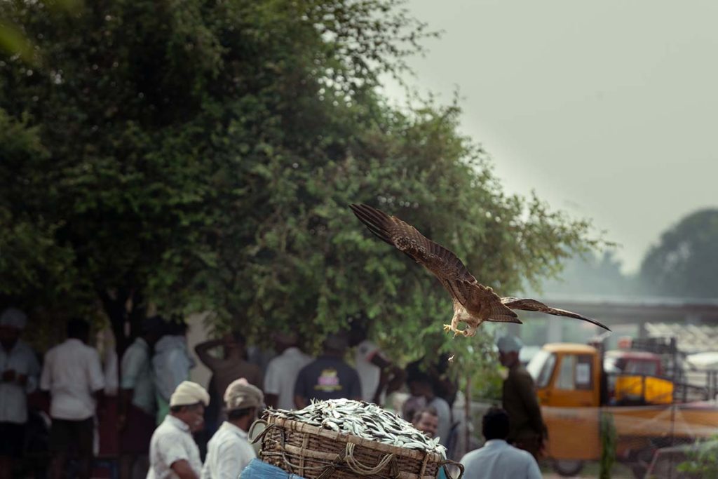 A kite's hungry strike to snatch a fish.