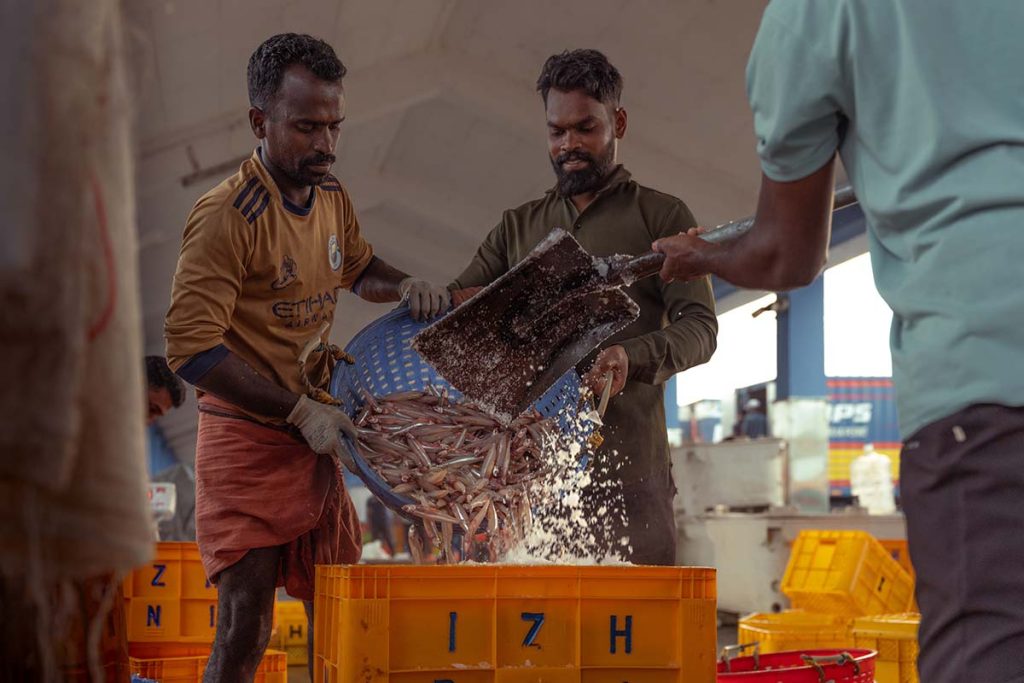 The workers icing the boxes with fish and ice.