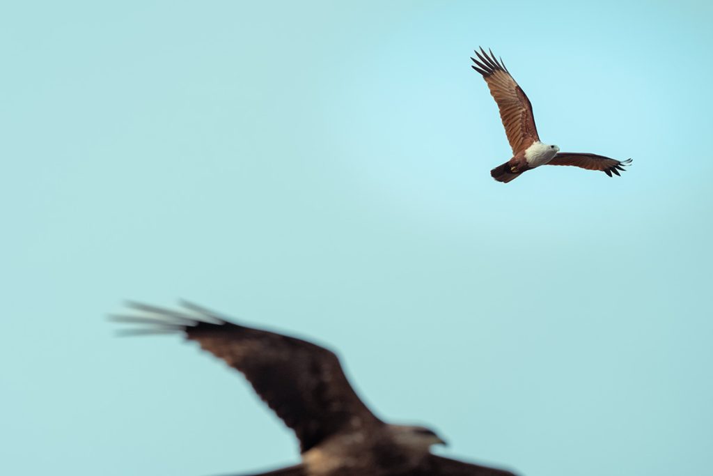 The black kite intrusion where the Brahmin kite soars undisturbed.