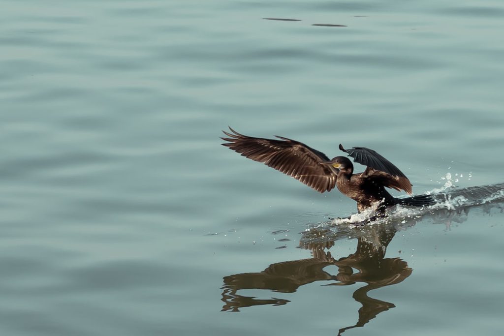 A cormorant landing over the water.