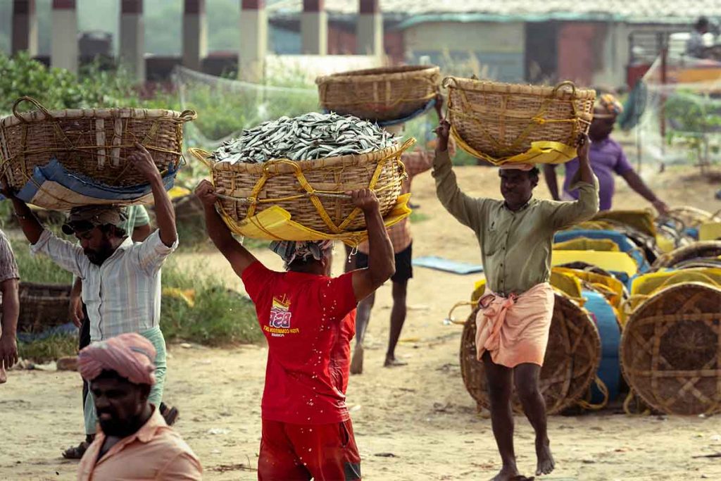 The fishermen carrying the load of fish