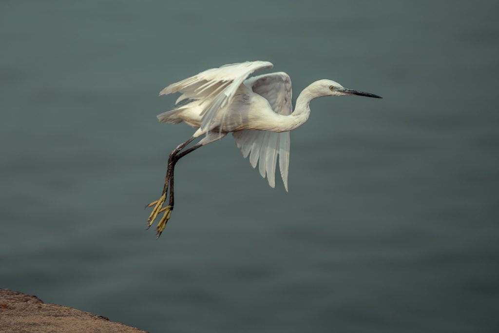 An egret flying off from the ledge locked and loaded.