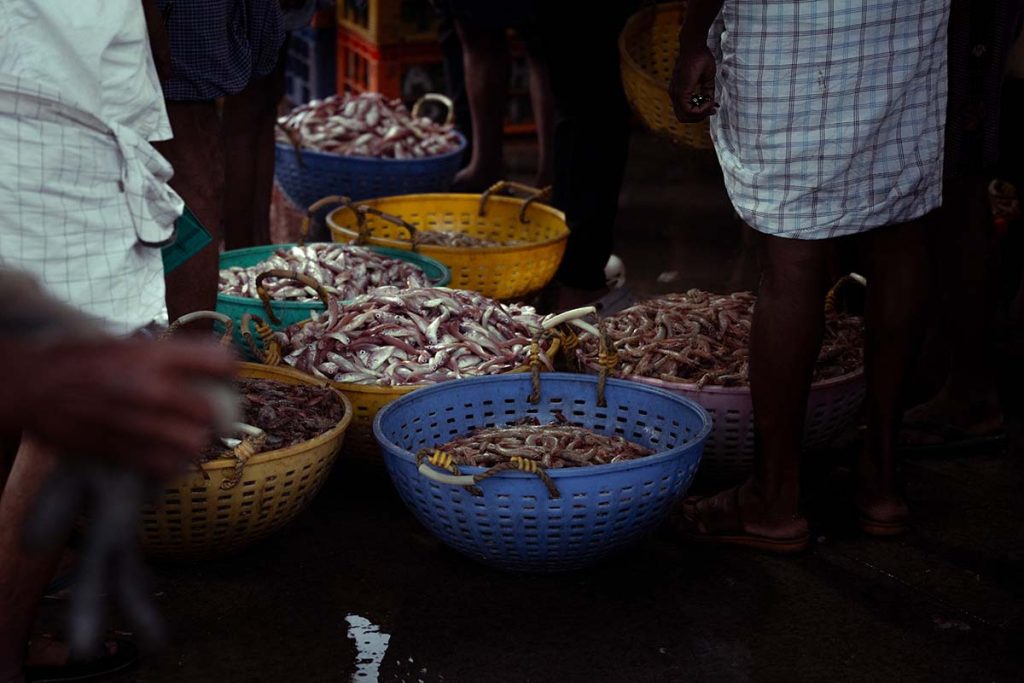 Fishes are sorted into colorful baskets in markets.