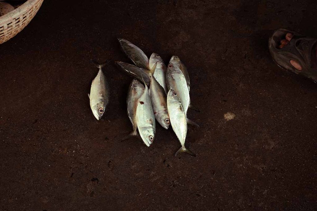 Fish laying on the wet market floor.