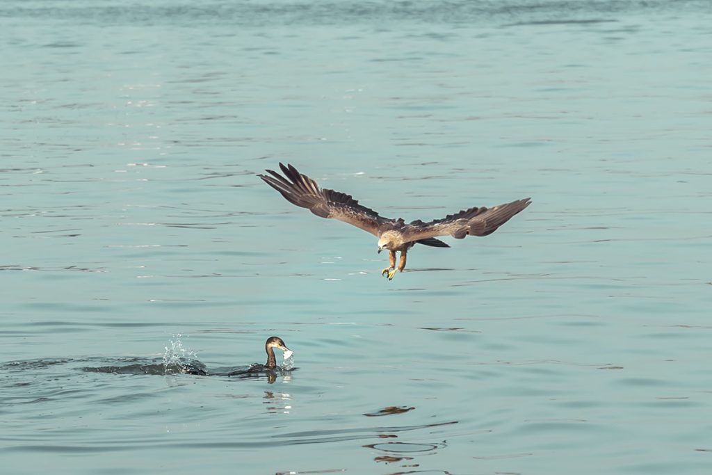 The cormorant dives deep to escape from the kite.