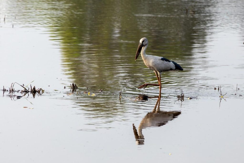 Nature’s Art Asian Openbill stork wading with reflection.