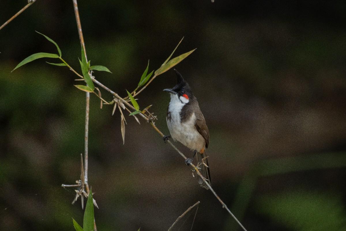 Red-whiskered Bulbul sitting on a bamboo stem, showcasing Nature’s Balance in its purest form.