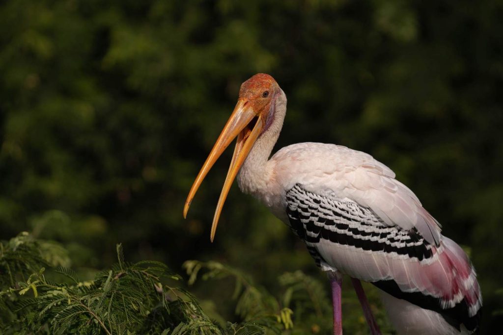 Open Beak A stork opens its long beak.