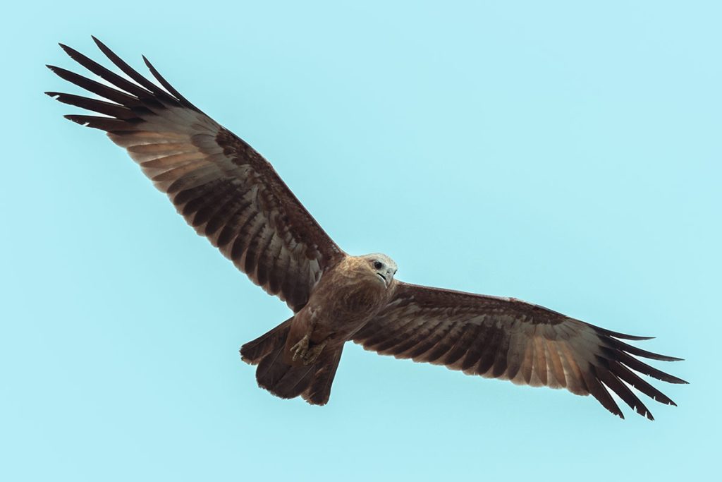 The juvenile kite makes an opportunity to sneak as the adult kite clashes.