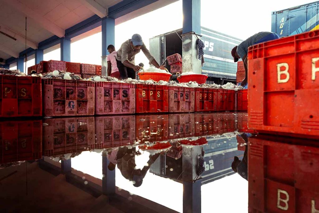 The worker organizing the boxes filled with fish and ice.