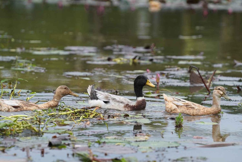 Peaceful Paddle Ducks swimming in pond.