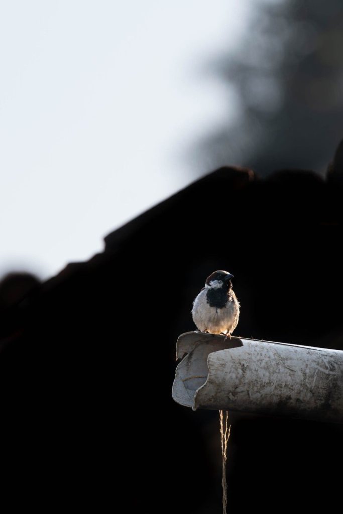 Perched Watcher Sparrow on broken pipe..