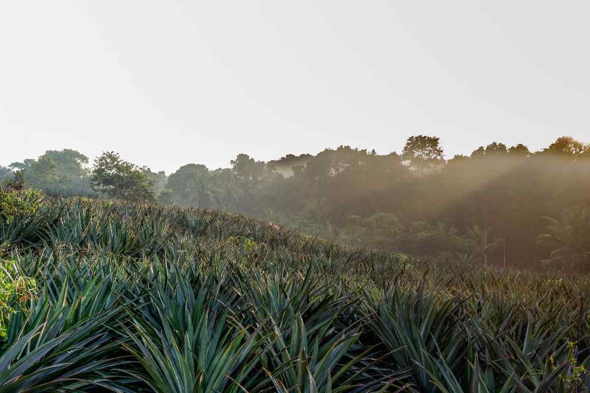 Pineapple Bliss sunrise over lush greenery.