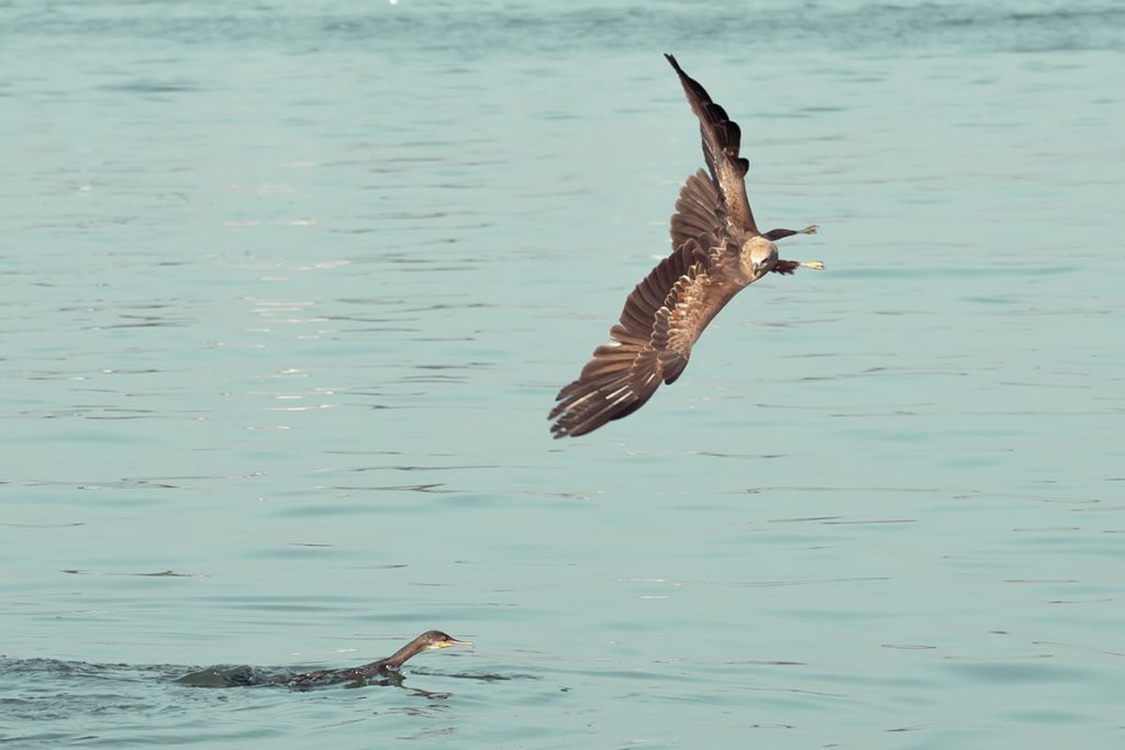 The kite flying towards the cormorant showing the predation