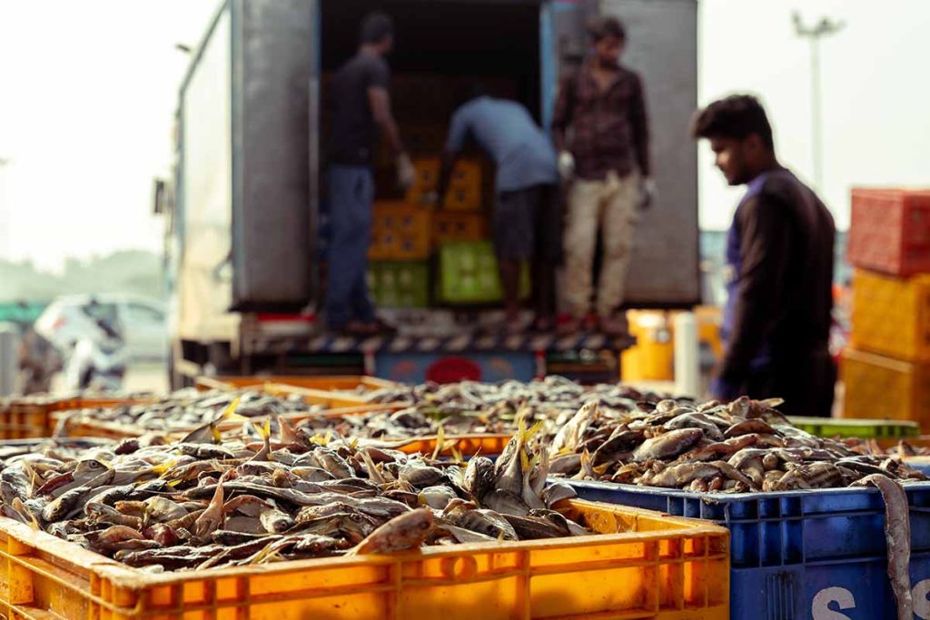 The fish were kept for transport.