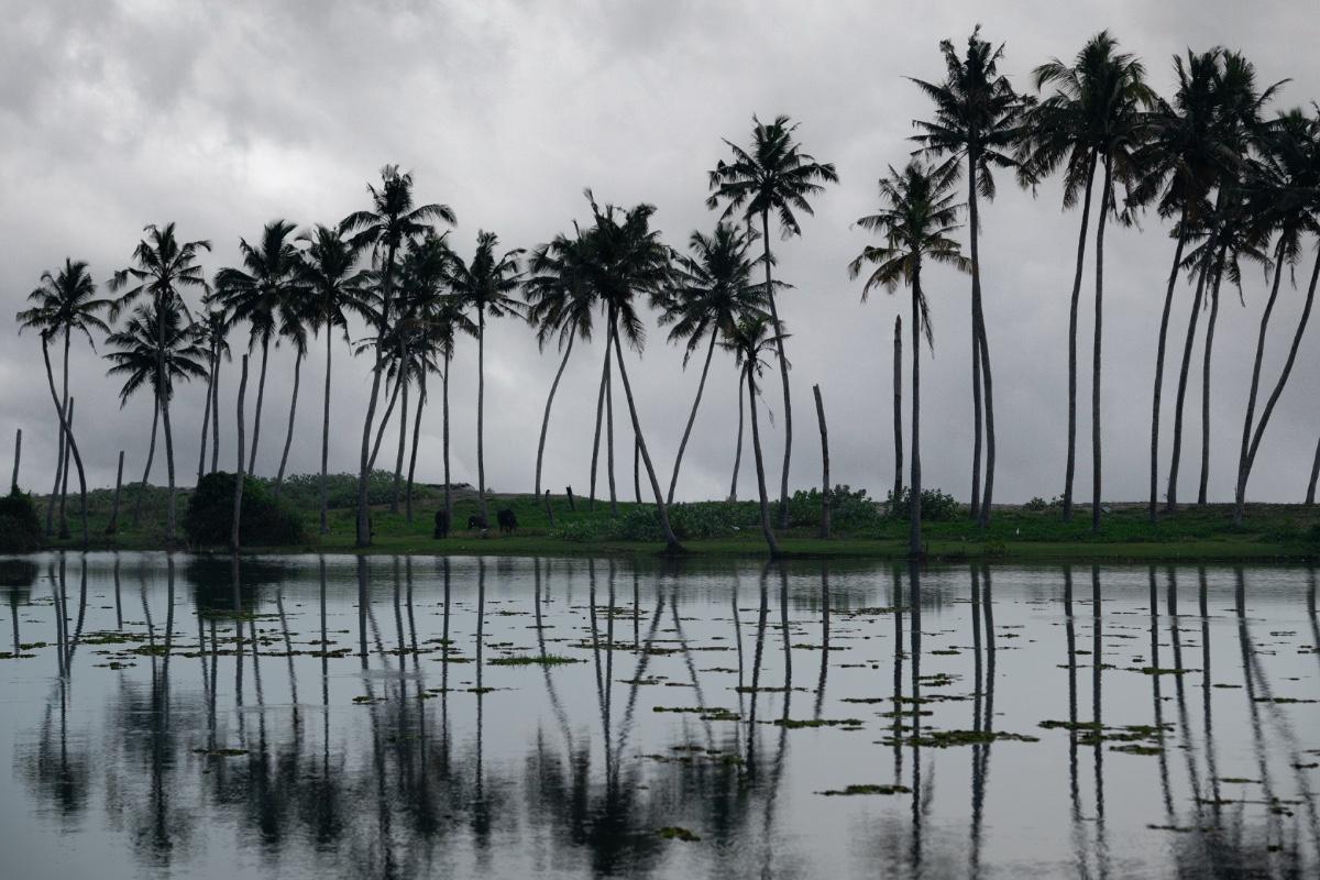 coconut trees in reflective harmony