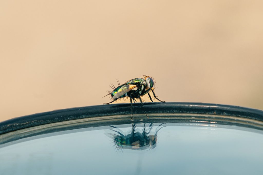 reflective pause of a housefly on a mirror.