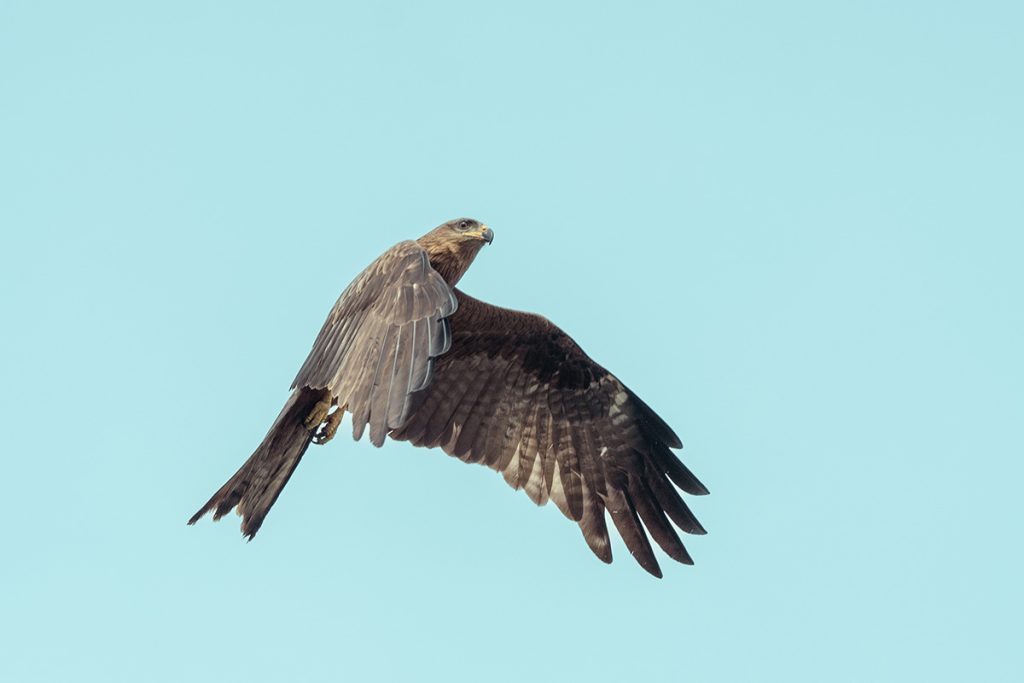 The rise of the black kite after winning the fight.