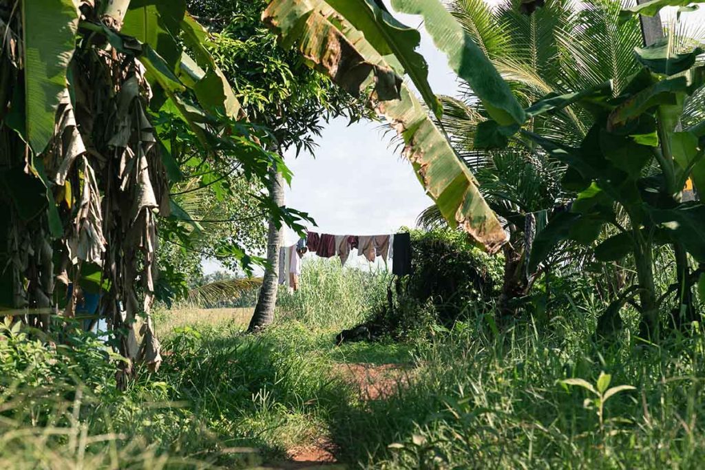 Rural Serenity A lush green rural path with clothes hanging on a line.